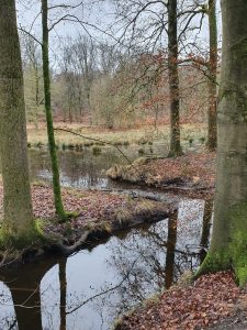 Leuvenum skog